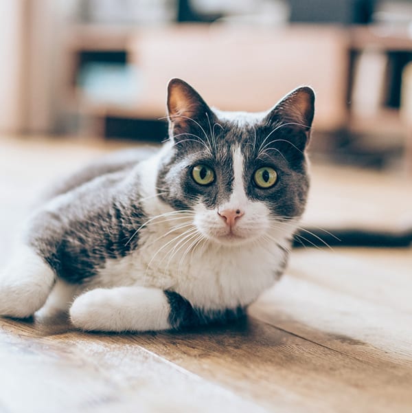 cat lying on the floor