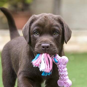 puppy holding a chew toy