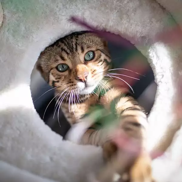 cat playing in condo with toy