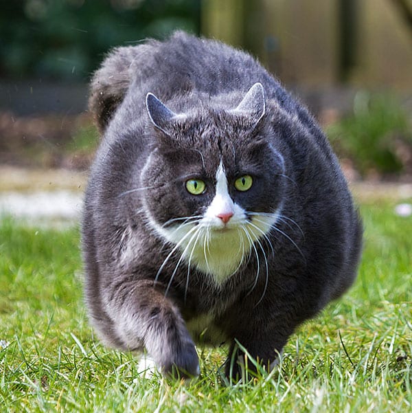 cat walking through grass