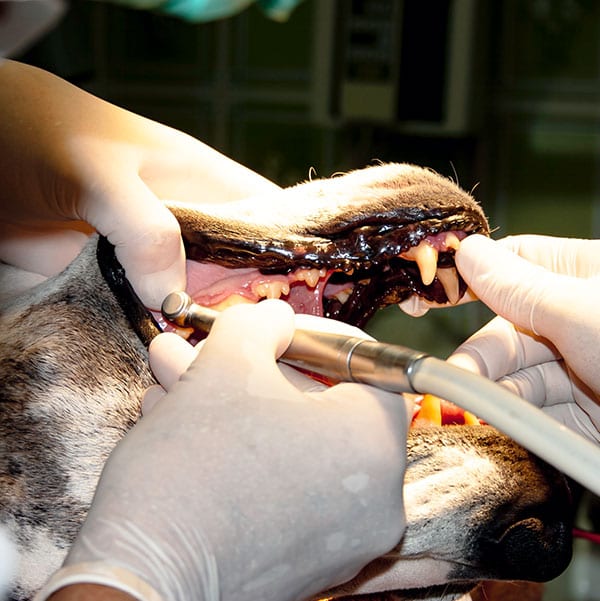 veterinarian cleaning dog's teeth