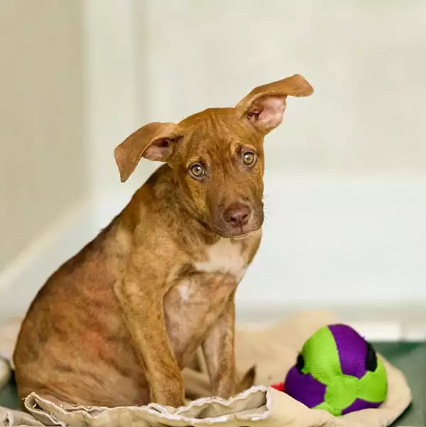 dog on bed with ball