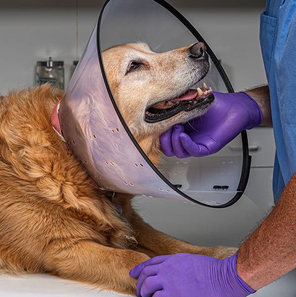 dog wearing cone with a vet