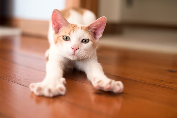 kitten stretching legs