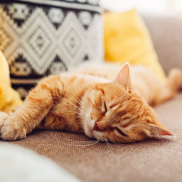 ginger cat sleeping on couch in living room surrounded with cushions