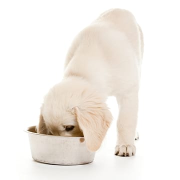 dog food in alameda, ca