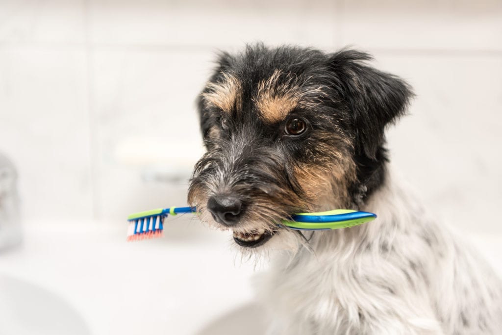 dog teeth cleaning in alameda, ca