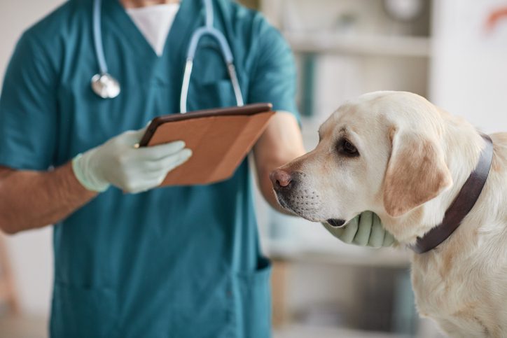 Different dog diseases to be aware of in Alameda, CA