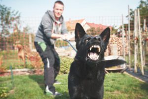 Understanding Why a Dog Growls in Alameda, CA