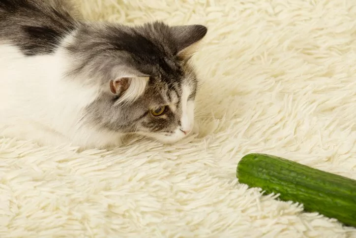 Why are Cats Scared of Cucumbers in alameda ca