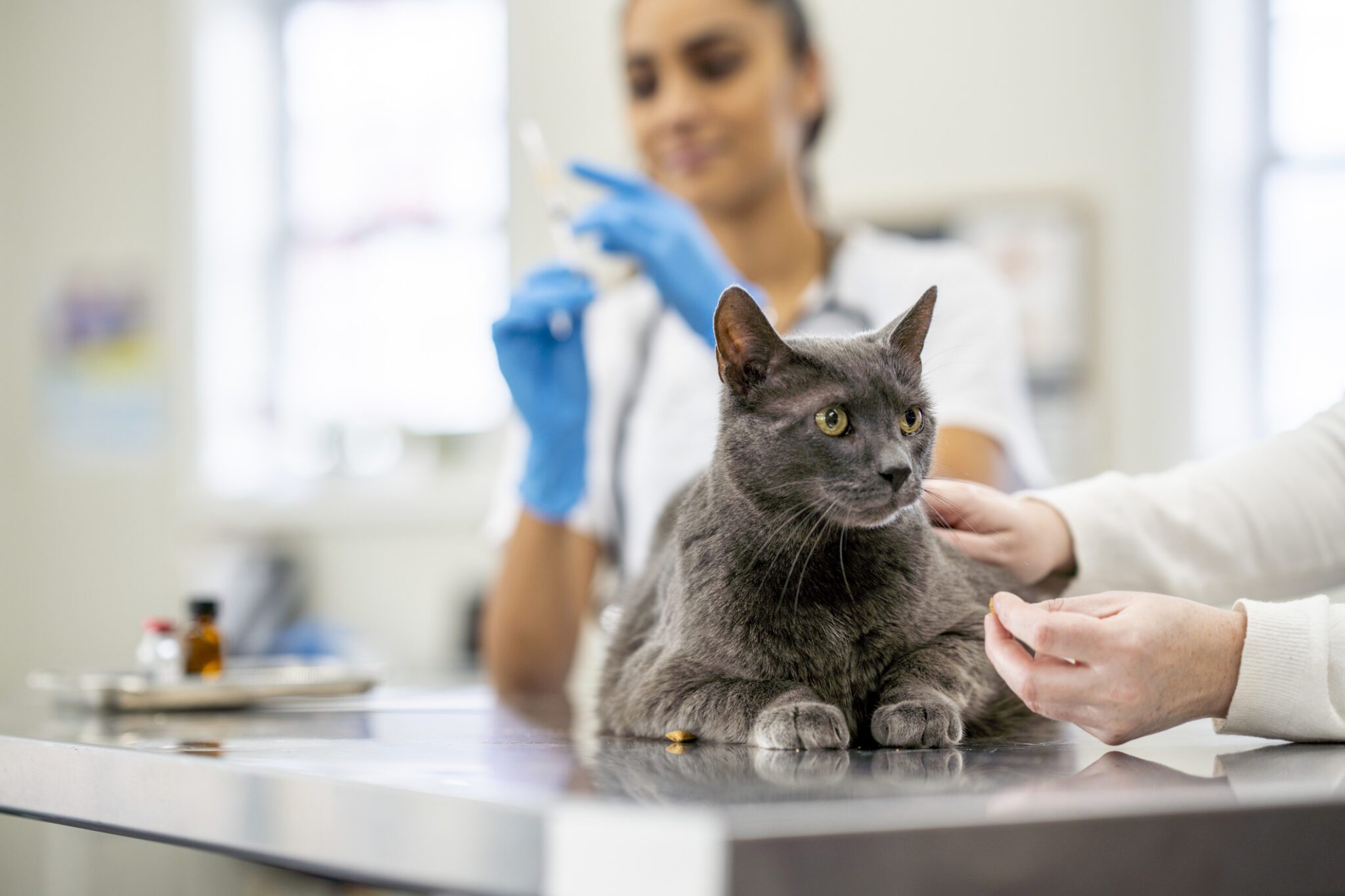 The Importance of Preventative Care for Your Pets - Providence Veterinary  Hospital & Clinic