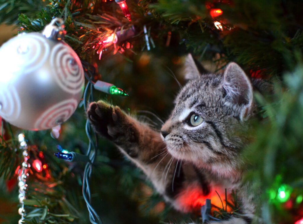 christmas trees dangerous for cats in alameda, ca