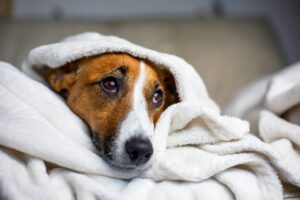mystery illness in dogs in alameda, ca