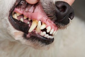 pets teeth yellow in alameda, ca