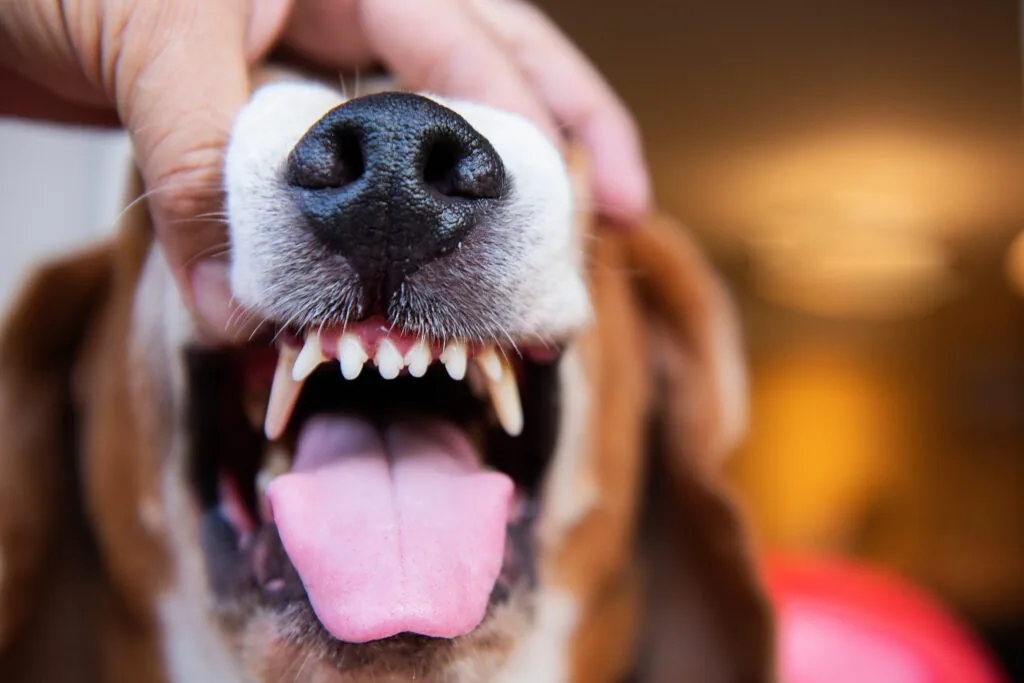 signs your pet may need dental care in alameda, ca