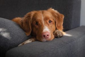 What You Need to Know about a Lipoma in Dogs | Providence Veterinary ...