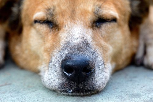 close-up-of-sleeping-dog-with-runny-nose