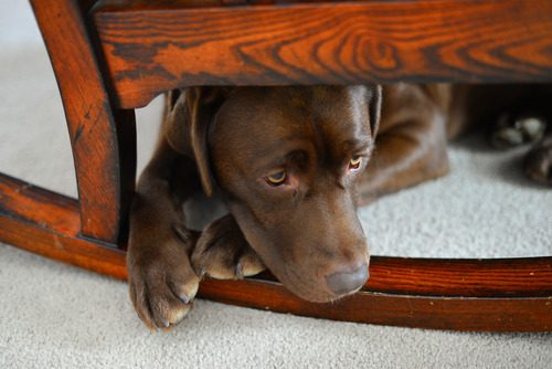 brown-lab-dog-hiding-under-chair