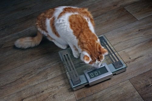 cat-stepping-onto-weight-scale