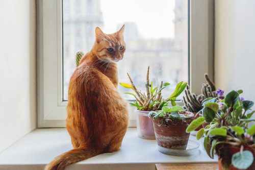 cat-sitting-on-window-sill-next-to-various-houseplants