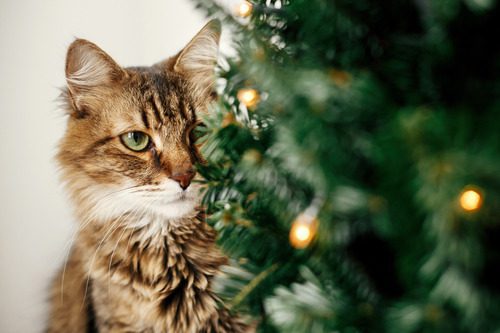 close-up-of-cat-staring-at-christmas-tree