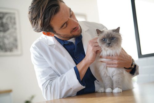 male-vet-petting-cat-at-clinic