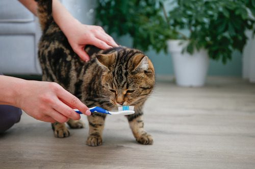 female-pet-owner-brushes-cat's-teeth-with-toothbrush-at-home