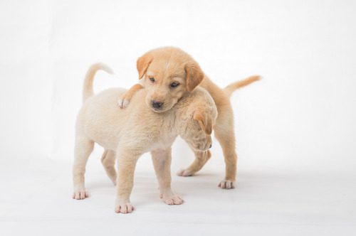 two-labrador-retriever-puppies-playing-together-against-a-white-background