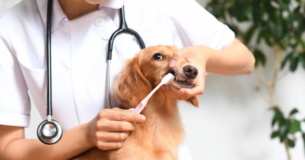 female vet brushing dog's teeth at clinic