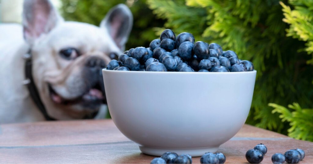 bowl of blueberries with French bulldog in the background