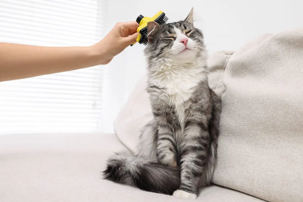 pet owner brushing their cat's fur
