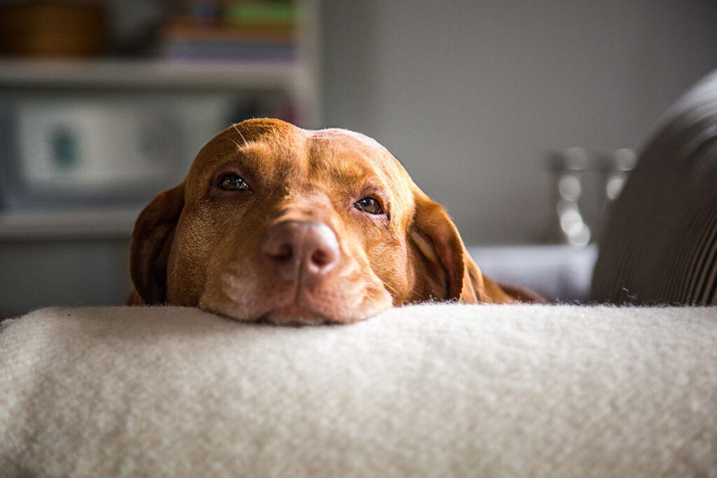 lethargic dog laying on a couch