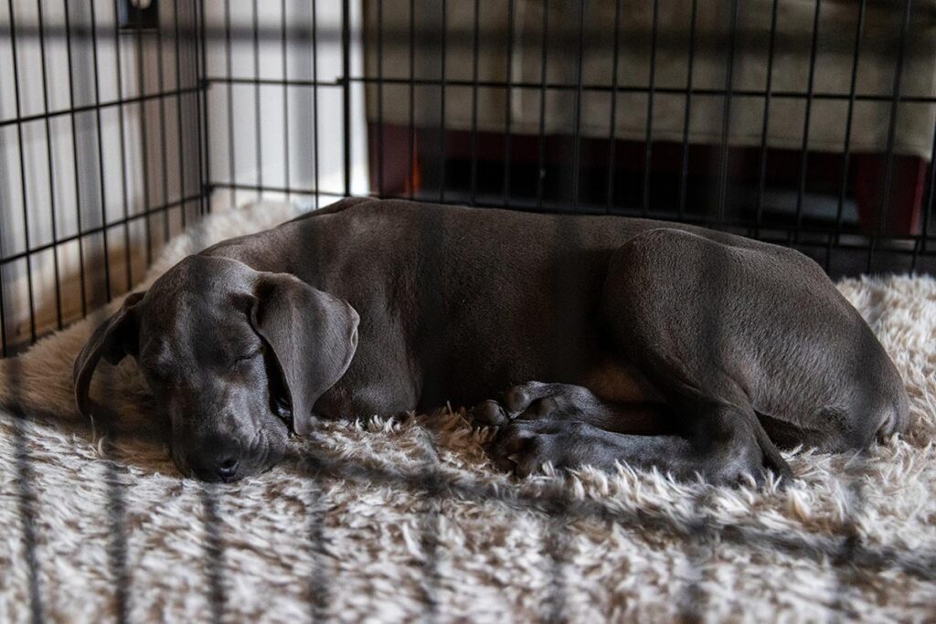 gray dog in its kennel