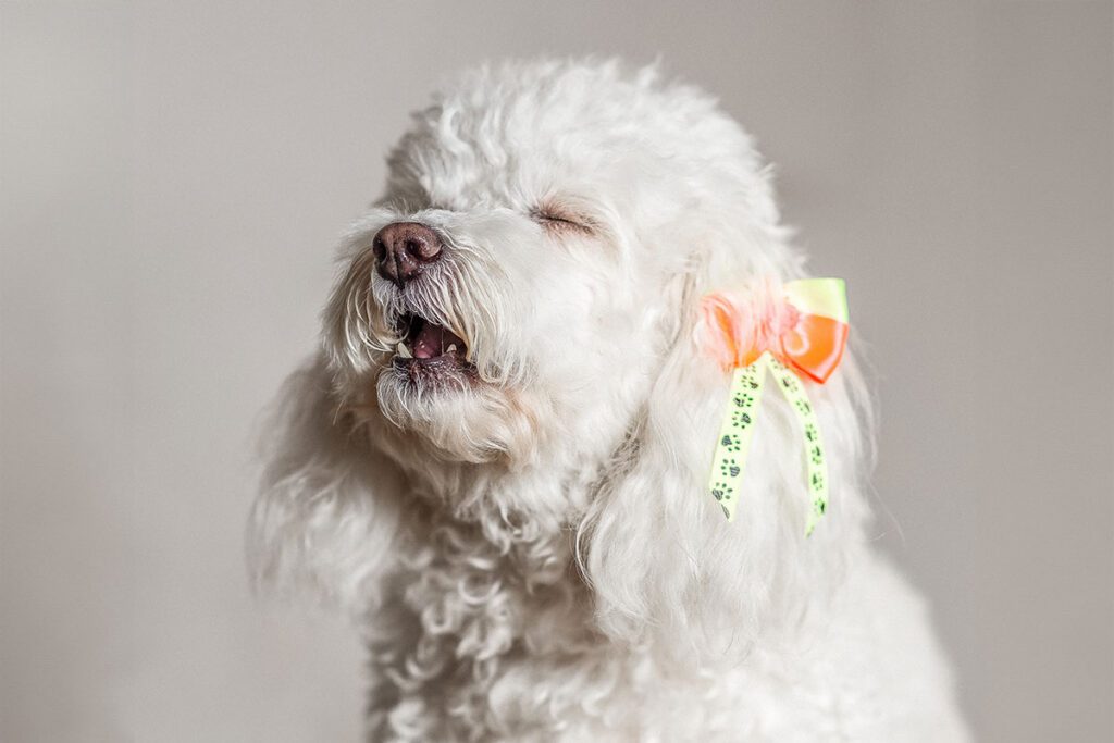 small white dog reverse sneezing