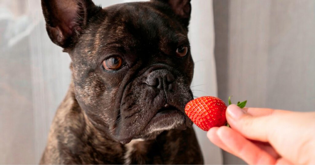 owner offering French bulldog a strawberry