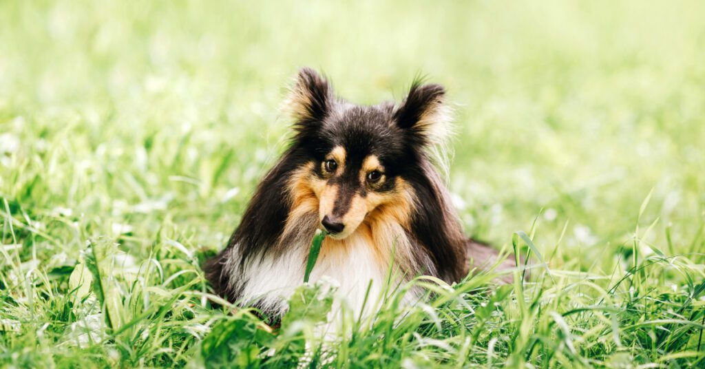 dog laying in the grass and eating it