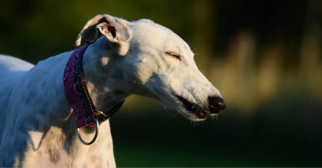 white greyhound sneezing outside