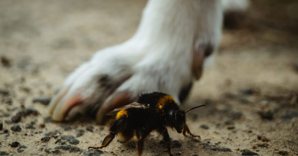close up of a bee crawling next to dog's paw on the ground