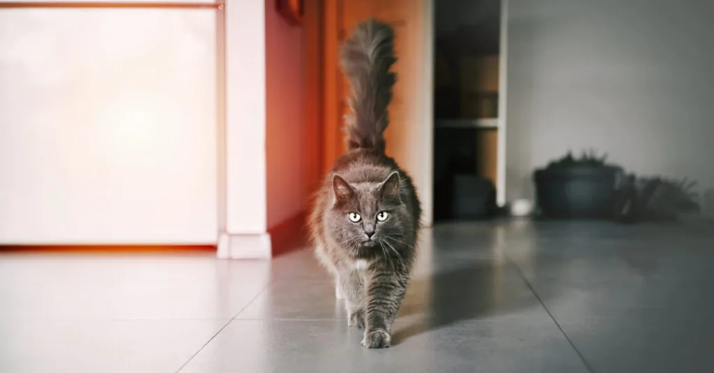 gray cat walking forward with tail high in the air at home